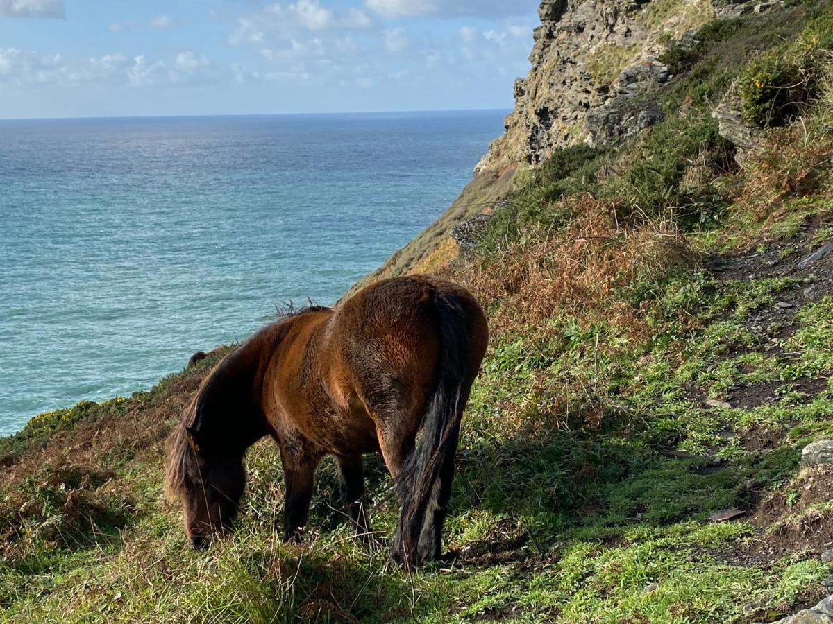 Polrunny Farm Blackberry Cottage - Cornwall Bliss In Sight Of The Sea Boscastle Exterior photo